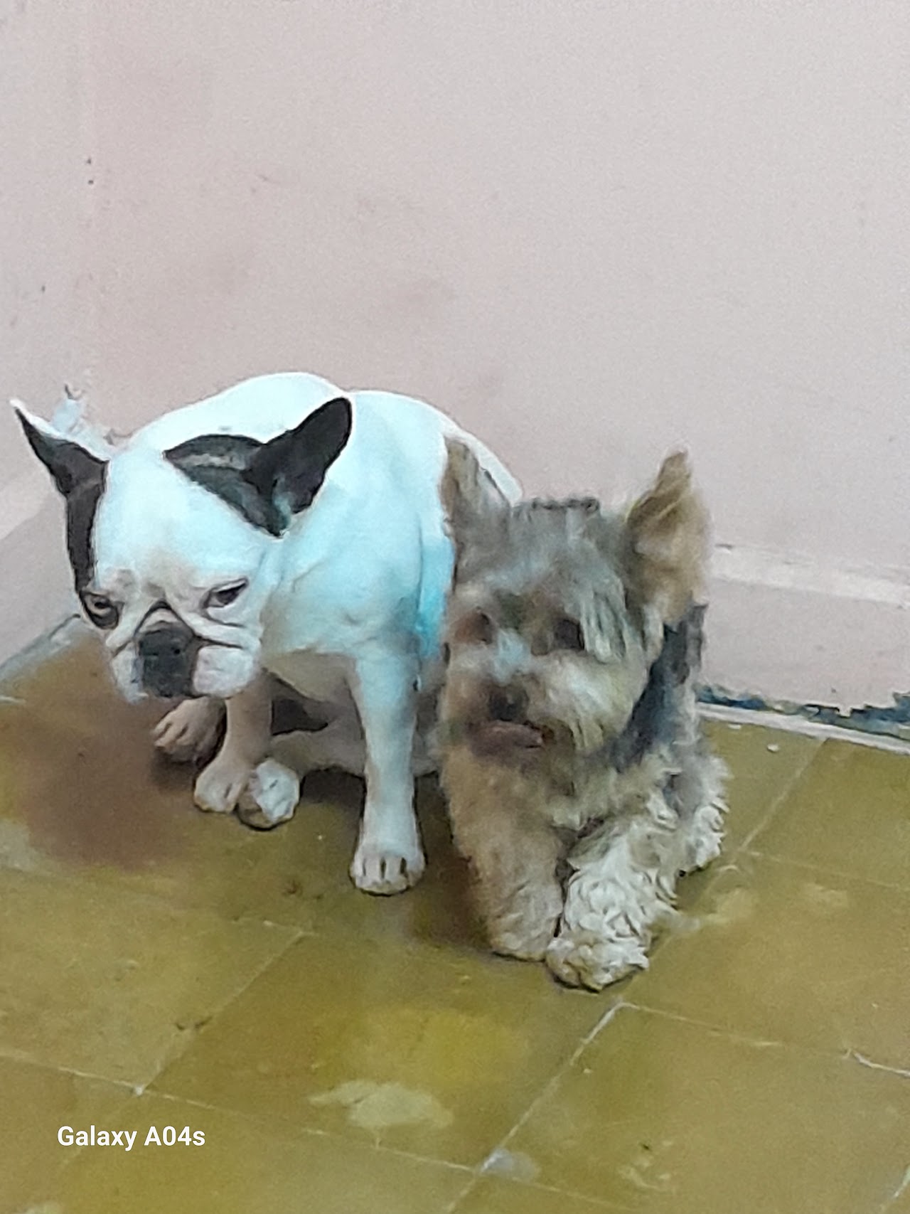Dra. Claudia atendiendo cariñosamente a un perro en su consultorio veterinario en Resistencia